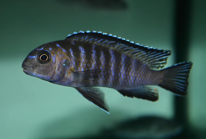 Tropheops modestus 'Chidunga Rocks'